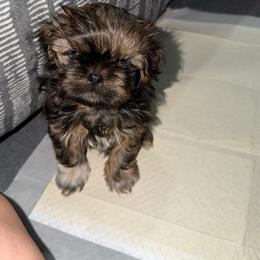 Cooper - Brindle male Shih Tzu puppy in Kettering, Ohio from The Ruff Life Tribe