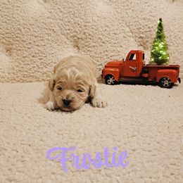 Frostie - Sable female Goldendoodle puppy in Estesburg, Kentucky from Wet Goldendoodle Kisses