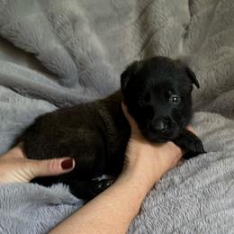 Noir - Fawn sable male Belgian Malinois puppy in Chino, California from BlueStone K9