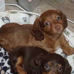 Dachshunds from Löwenherz Mini Dachshunds