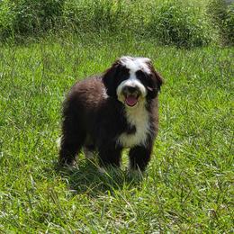 Tamale - REDUCED Last Puppy - Black and white male Aussiedoodle puppy in Lithia, Florida from Waterford Doodle Farm