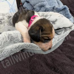 Red - Black tan and white female Beagle puppy in Vallejo, California from Tailwindfarm