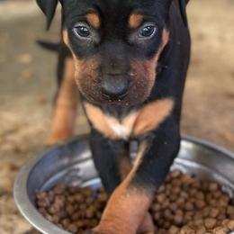 Male 2 - Black male Catahoula Leopard Dog puppy in Crestview, Florida from C4 Kennels of FL & AL
