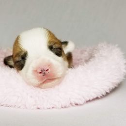 American Corgi and Pembroke Welsh Corgi Puppies from Whimsical Treasure Corgis