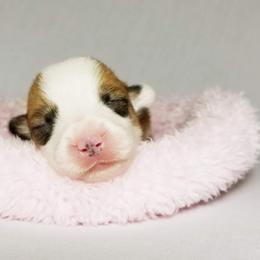 American Corgi and Pembroke Welsh Corgi Puppies from Whimsical Treasure Corgis