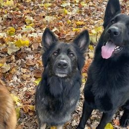 German Shepherds from Galaxy German Shepherds