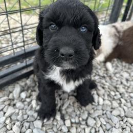 Boy 5 - Black and white male Aussiedoodle puppy in Hillsboro, Illinois from Perfect Paws Puppies