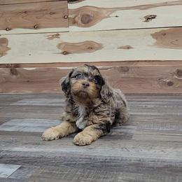 Freckles - Merle male Cockapoo puppy in Missouri from KDK Missouri Miniature Poodles