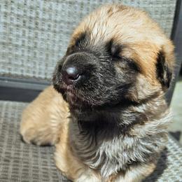 Black - Sable male German Shepherd puppy in Lebanon, Pennsylvania from East Coast k9's