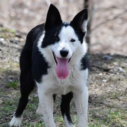 Gail (working collie) - Black and white Border Collie puppy in Strafford, Vermont from Thundering Paws Farm