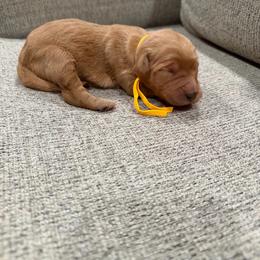 Yellow - Apricot female Goldendoodle puppy in Bakersfield, California from Lavish Doodles