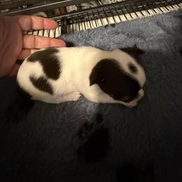 Oakley - Chocolate and white female Chihuahua puppy in Madison, Virginia from KimberGlen Chihuahuas
