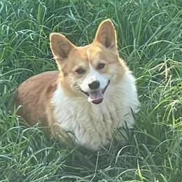 Dusty - Pembroke Welsh Corgi