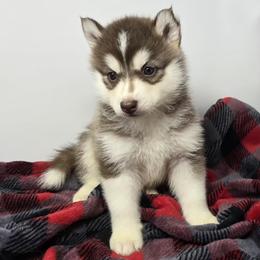 Kairi - Red and white female Siberian Husky puppy in Kansas City, Missouri from Anuun's Huskies