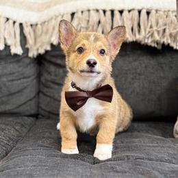 Archie - Sable male Pembroke Welsh Corgi puppy in Moreno Valley, California from House of Paws & Co.