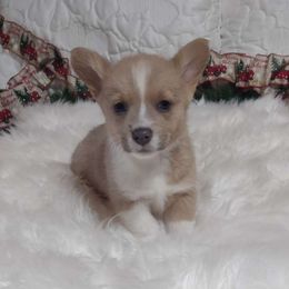 Margo - Pembroke Welsh Corgi puppy from Robbie's Hobby Corgi's