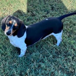 Daisy - Dachshund