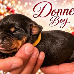 Donner - Black and mahogany male Rottweiler puppy in Montrose, Colorado from TruHero Dog Kennel