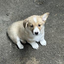 Blue - Fawn male Pembroke Welsh Corgi puppy in Wyoming, Illinois from Cardinal Corgis