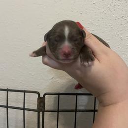Griffin - Red tri male Miniature Australian Shepherd puppy in Brenham, Texas from Stone N Rose Kennels