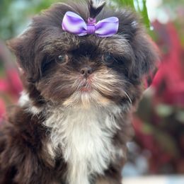 Penny - Chocolate female Shih Tzu puppy in Rockville Centre, New York from Magnolia Tzus