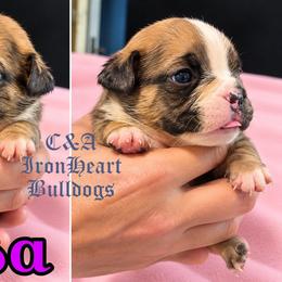 Tessa - Fawn and white female Bulldog puppy in Clarksville, Indiana from C&A IronHeart Bulldogs and Krymson Kandy Shihtzus