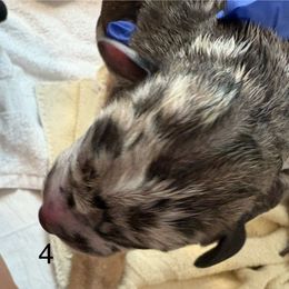 Girl 6 - Merlequin female Great Dane puppy in Aldie, Virginia from High Point Mountain Danes