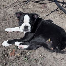Hannibal - Black brindle and white male Boston Terrier puppy in Lexington, South Carolina from Velveteen Bostons