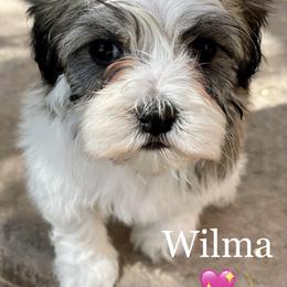 Havanese Puppies from Havan Sent Havanese