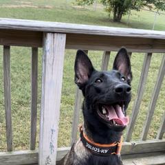 Belgian Malinois All Grown Up from E-Quality Kennels
