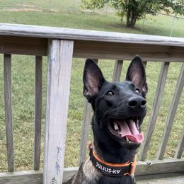 Belgian Malinois All Grown Up from E-Quality Kennels