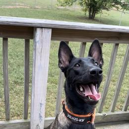 Belgian Malinois All Grown Up from E-Quality Kennels