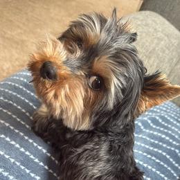 Apollo - Yorkshire Terrier