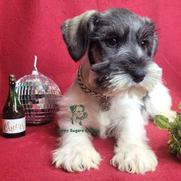 Boy 2 - male Miniature Schnauzer puppy in Fairhope, Alabama from Puppy Sugars Kennels