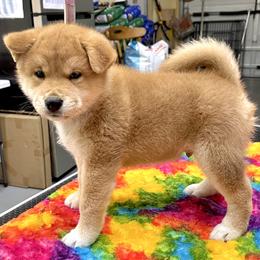 John - Red male Shiba Inu puppy in Milton, Florida from Moonlight Shibas