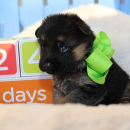 German Shepherd Puppies from Broward Shepherds
