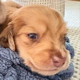 Dante - Chocolate male Dachshund puppy in Visalia, California from DachGraston Dachshunds