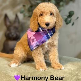 Harmony Bear- Light Purple Collar - Apricot female Goldendoodle puppy in Bay City, Texas from Charming Doods Goldendoodles