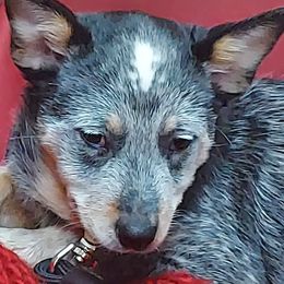 Australian Cattle Dog All Grown Up from Woodin Farms