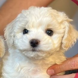 Girl 2 - White and buff female Bichon Frise puppy in Greensboro, North Carolina from Luna Llena Bichons