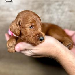 Kylie - Red  female Goldendoodle puppy in Abilene, Texas from Mesquite Kennels