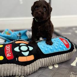 Major - Chocolate male Australian Labradoodle puppy in Calhoun, Louisiana from Arrowhead Australian Labradoodles