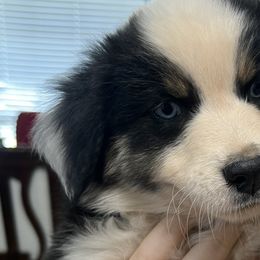 John Dutton-Light Blue - Black Australian Shepherd puppy in Guthrie, Oklahoma from Robertson’s Aussies