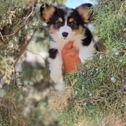 Jett - Black and tan male Pembroke Welsh Corgi puppy in Montague, California from Shasta Valley Pembrokes