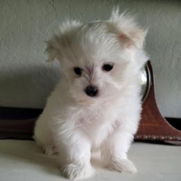 Rebel - White female Maltipoo puppy in Mena, Arkansas from Belle Ball Puppies