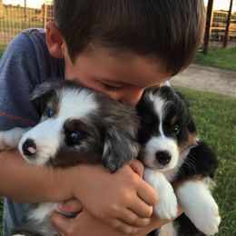Toy Australian Shepherd Puppies from Baker Ranch Toy Aussies