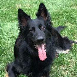 German Shepherds from Vom Evolution Kennels