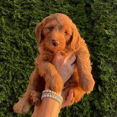 Whoodle Puppies from Whoodles of Love