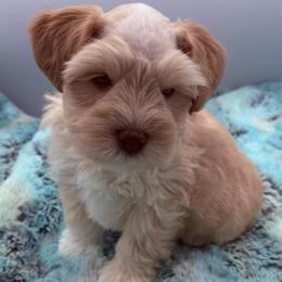 Knox - Wheaten male Miniature Schnauzer puppy in Russell, Kentucky from Marjorie's Simply Schnauzer