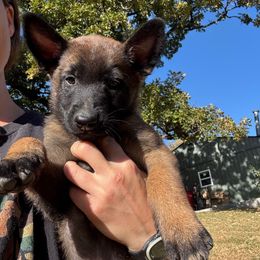 Grey collar - Black sable male Belgian Malinois puppy in Kelley, Iowa from Midwest Malinois